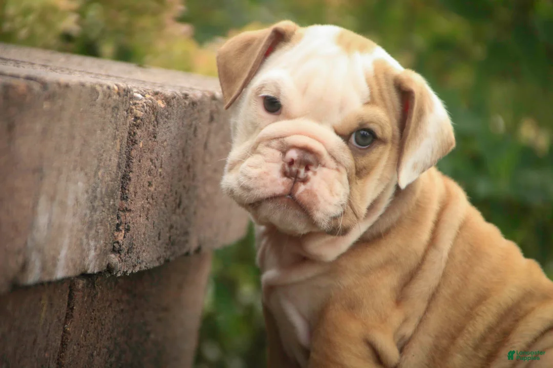 English Bulldog dogs for sale: Tammy English Bulldog  - Ad 2