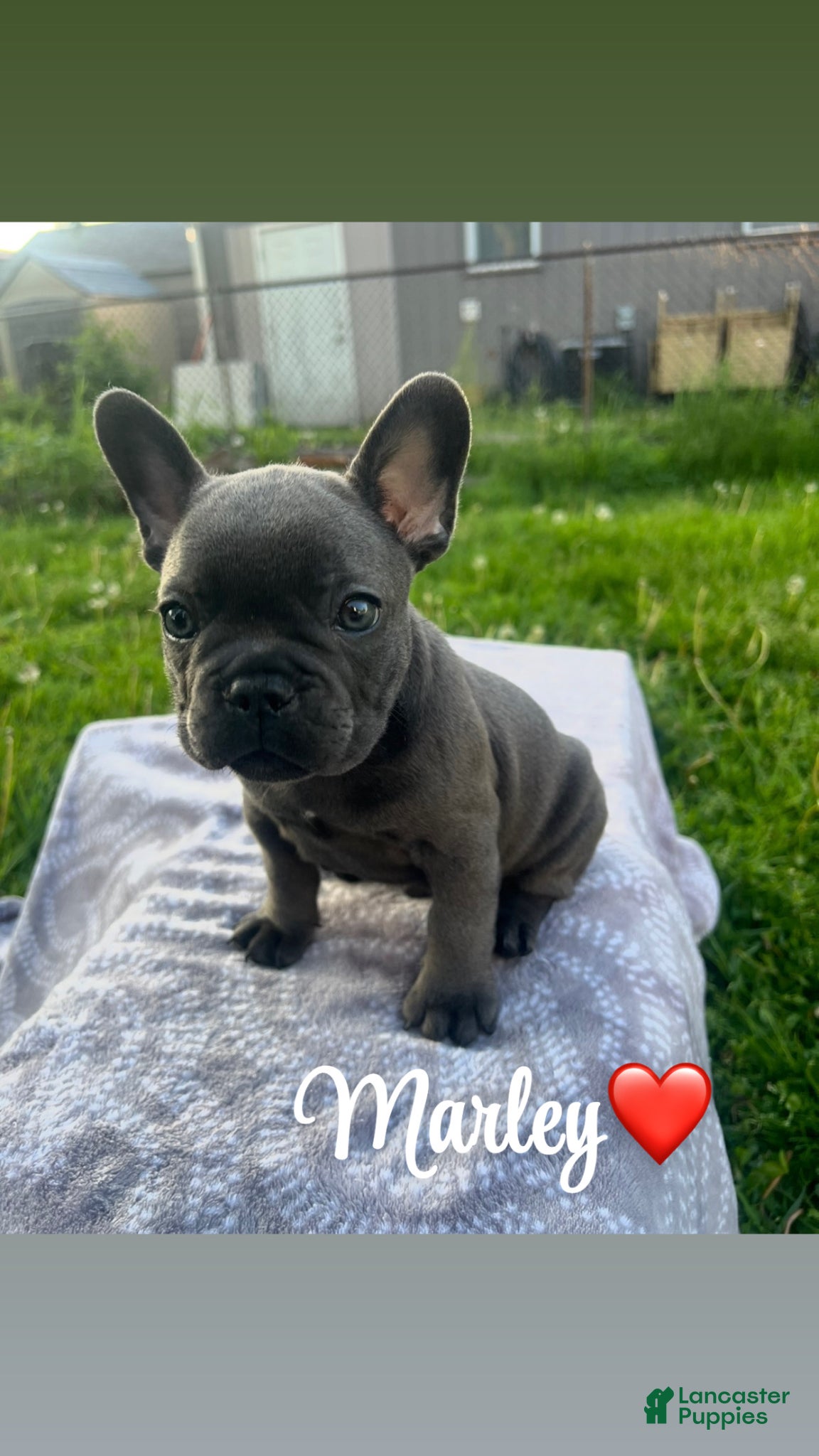 French Bulldog dogs French Bulldog Puppy 1 - Ad 1