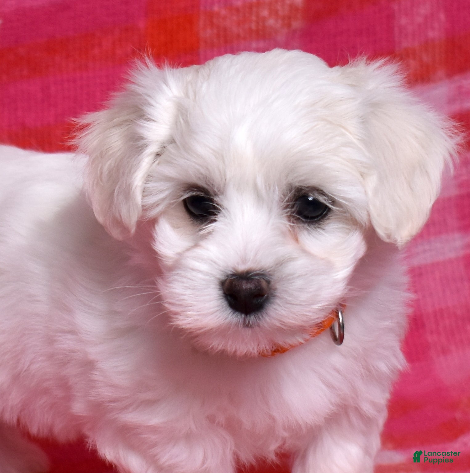 Coton De Tulear dogs Olivia  - Ad 2
