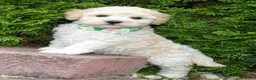 Mini Goldendoodle dogs for sale: Mini Greta - Ad 13
