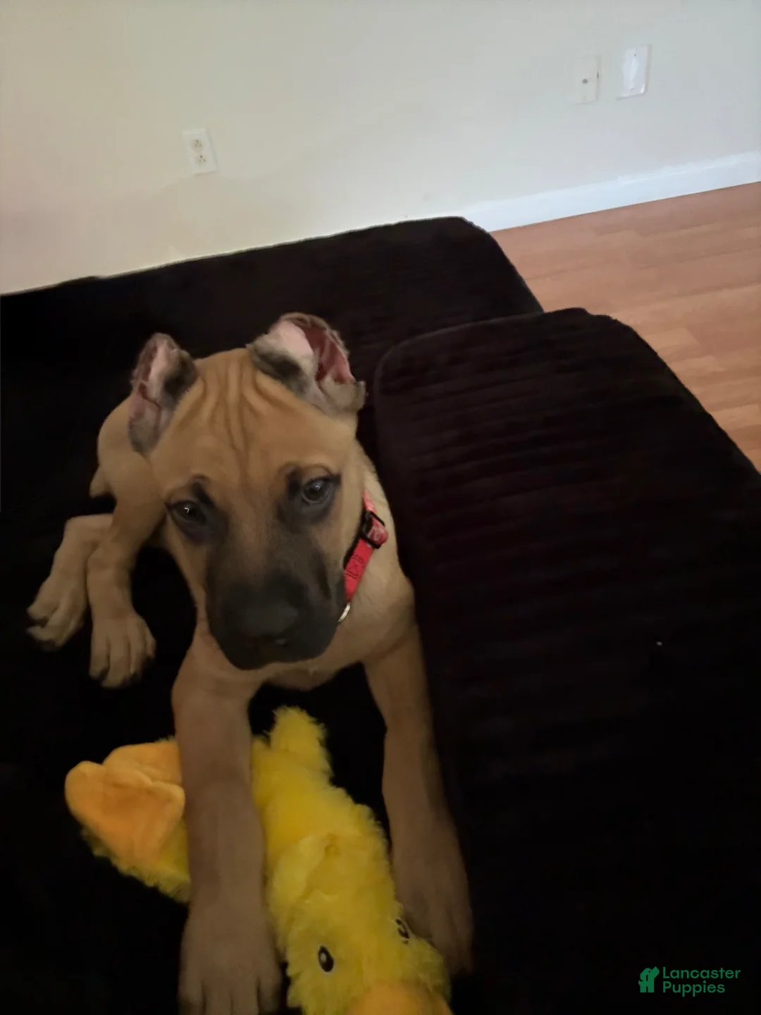 Cane Corso dogs for sale: Cane Corso Puppy 1 - Ad 2