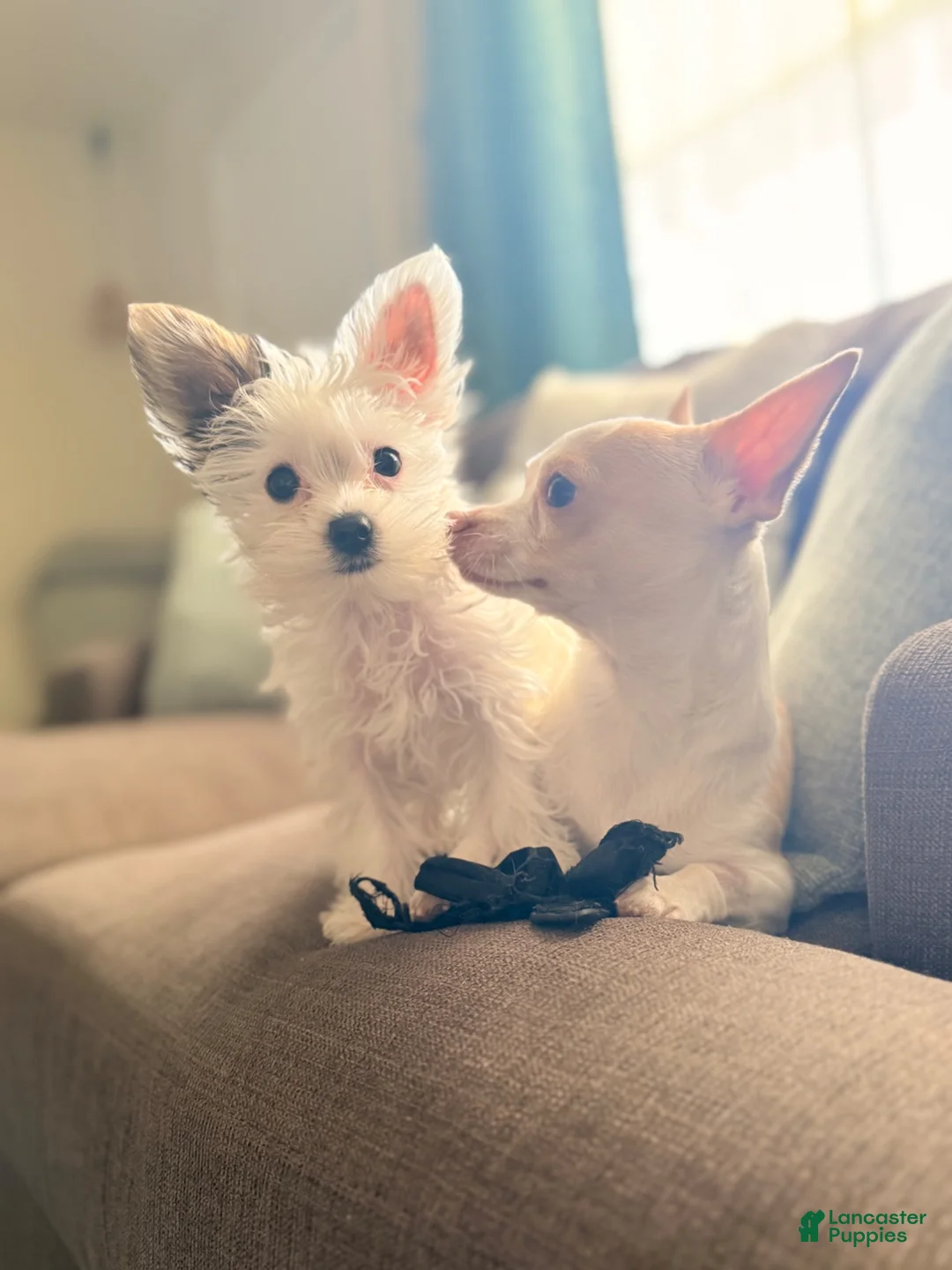 Yorkshire Terrier dogs for stud: Rare AKC Registered Parti Yorkie  - Ad 9