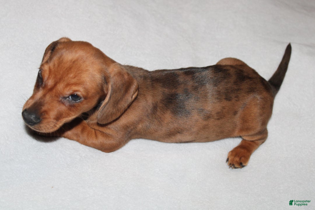 Miniature Dachshund dogs for sale: Snicker Mini  - Ad 15