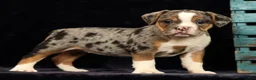 Beabull dogs for sale: Cola - Ad 9