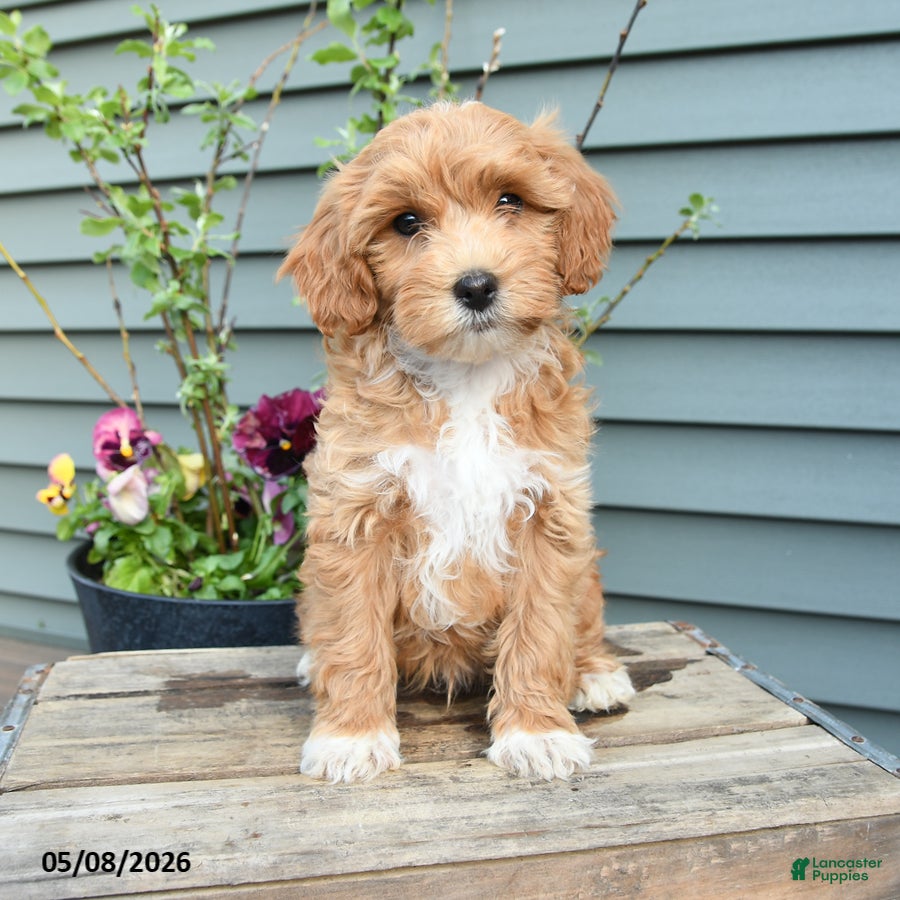 Shihpoo dogs George - Ad 1