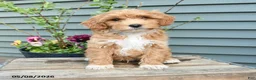 Shihpoo dogs for sale: George - Ad 1