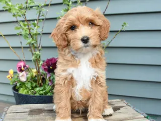 Shihpoo dogs for sale: George - Ad 3