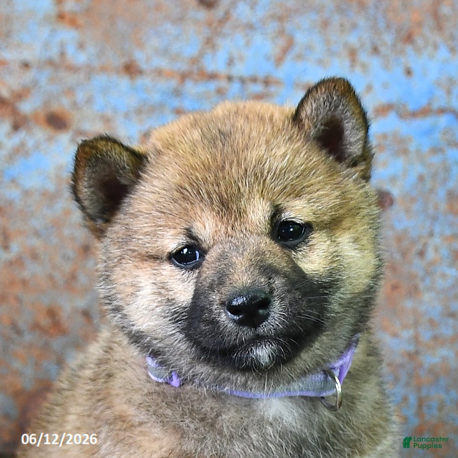 Shiba Inu dogs Trixie - Ad 2