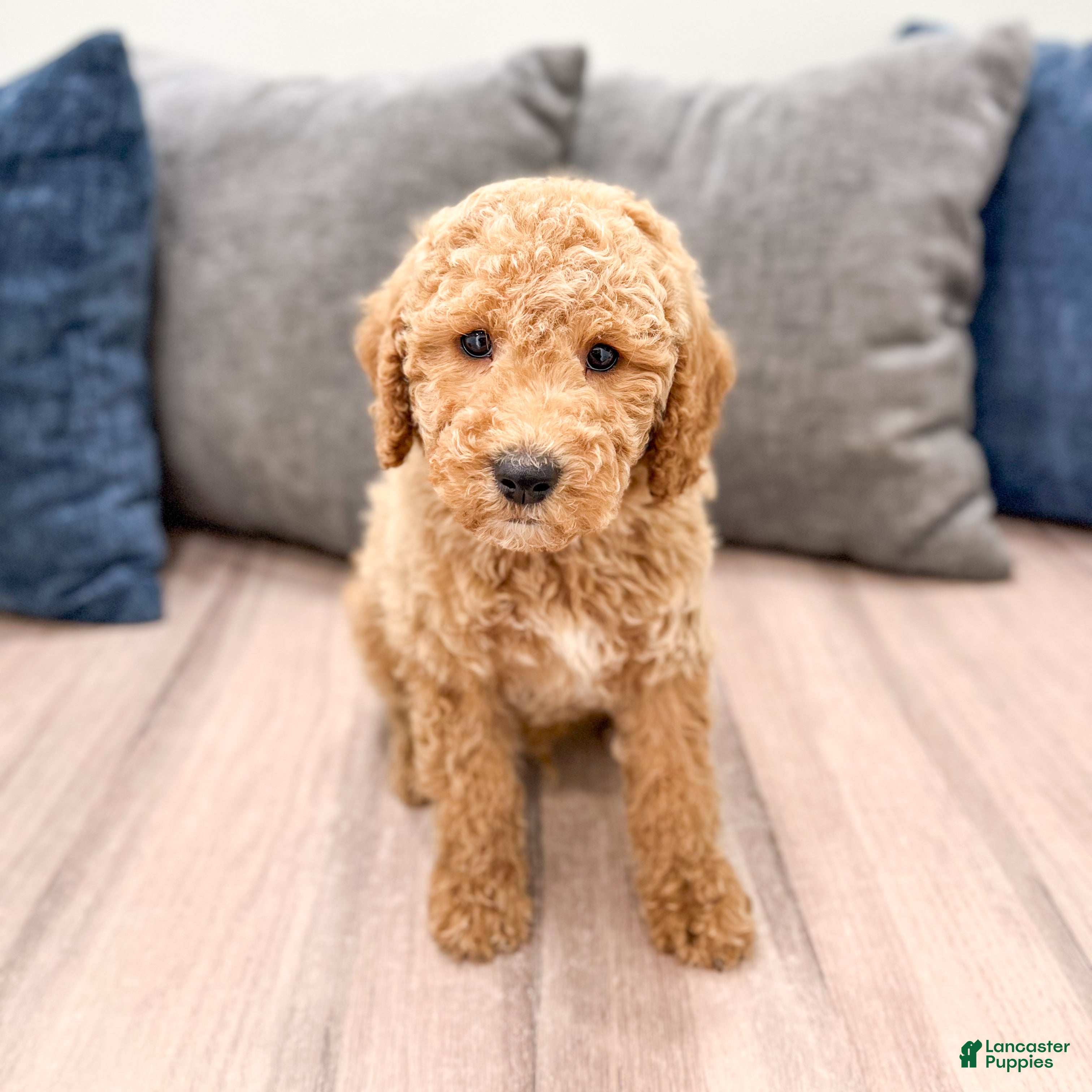 Miniature Labradoodle dogs Kota - Ad 1