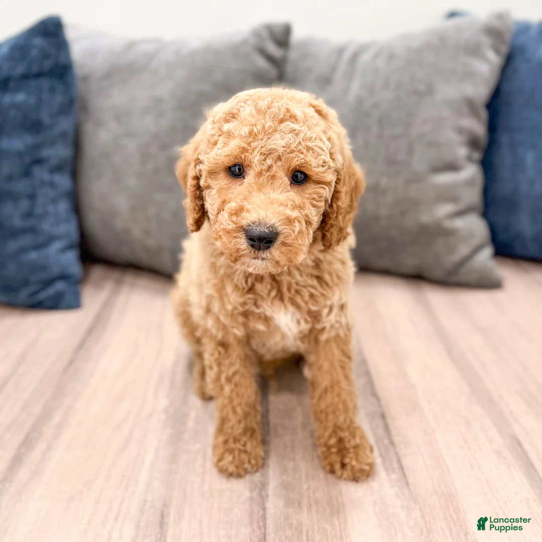 Miniature Labradoodle dogs for sale: Kota - Ad 1