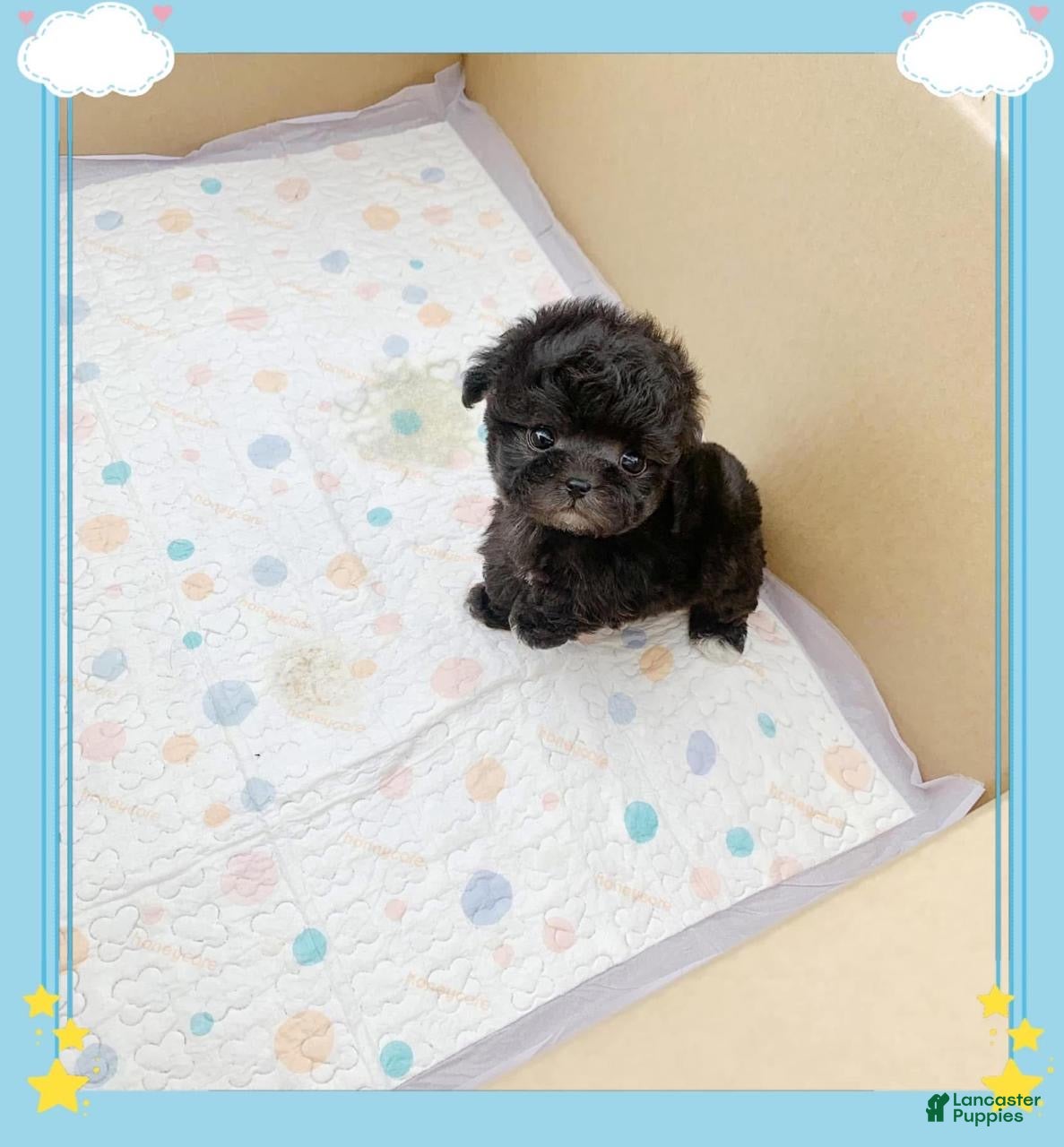 Maltipoo dogs Lola - Ad 2