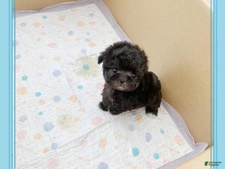 Maltipoo dogs Lola - Ad 8