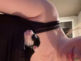 Mixed Breed dogs Amour - Ad 2