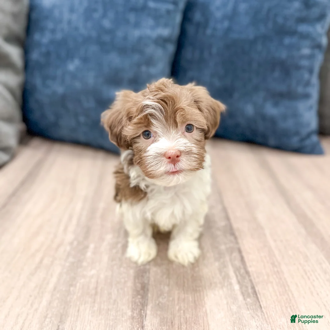 Havanese dogs for sale: Archie - Ad 2