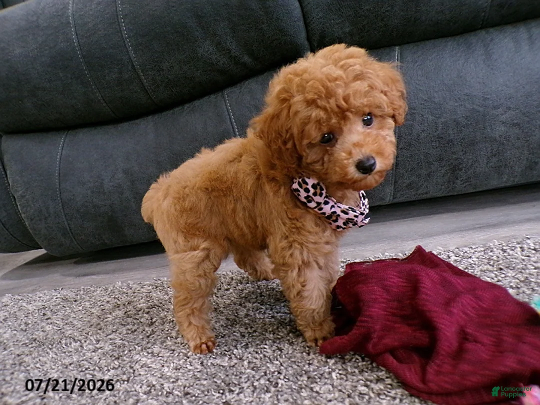 Toy Poodle dogs for sale: Rose   - Ad 6
