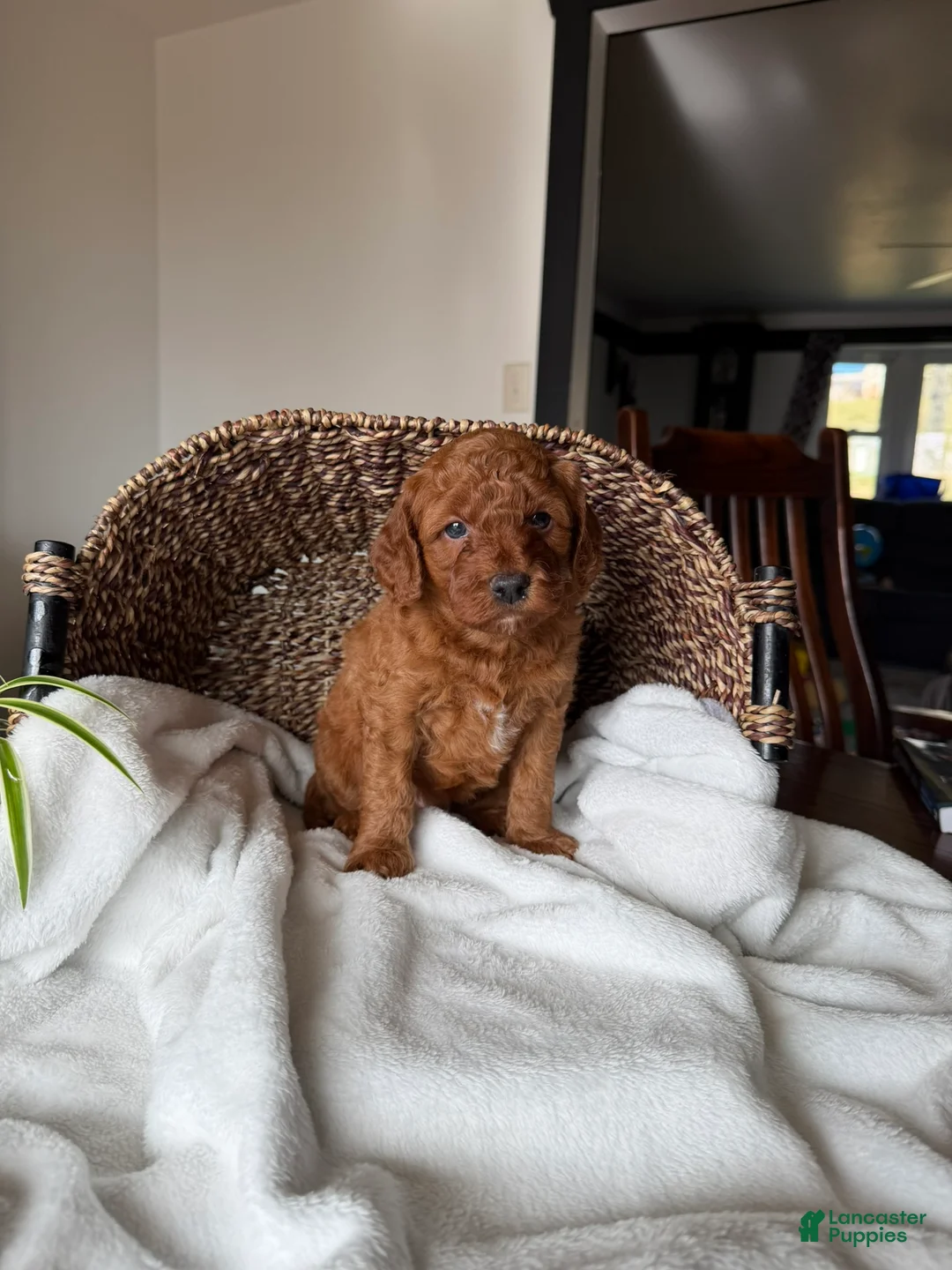 Mini Goldendoodle dogs for sale: Cooper - Ad 3