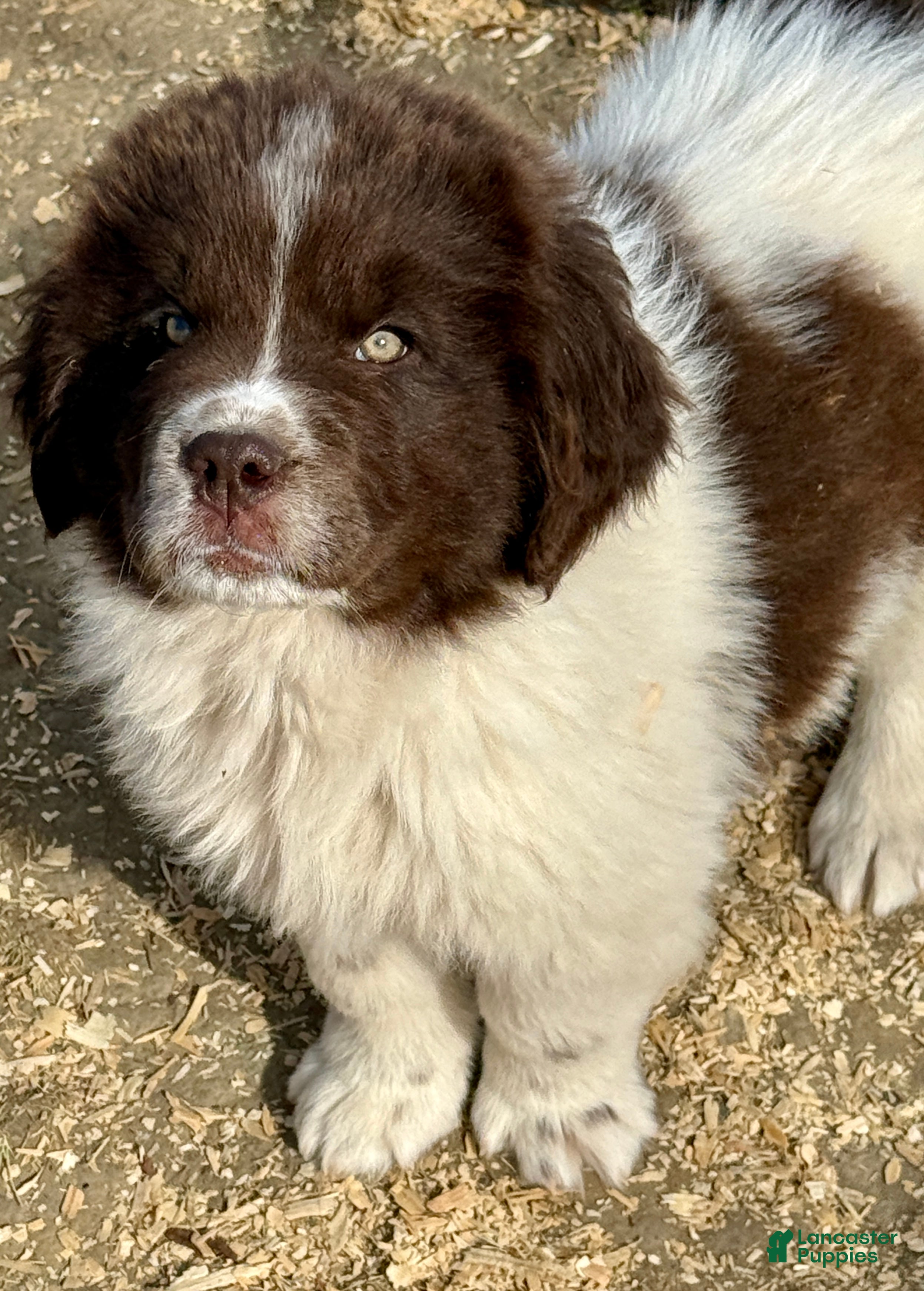 Newfoundland dogs DANCER  - Ad 4