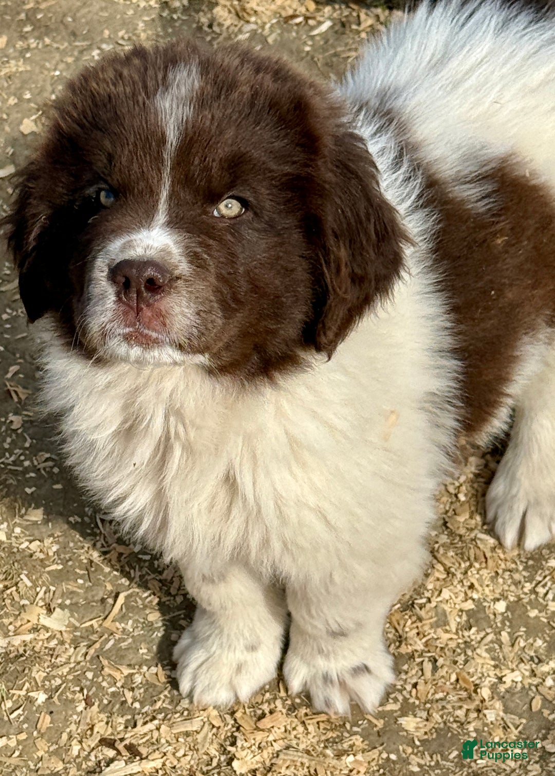 Newfoundland dogs for sale: DANCER  - Ad 1