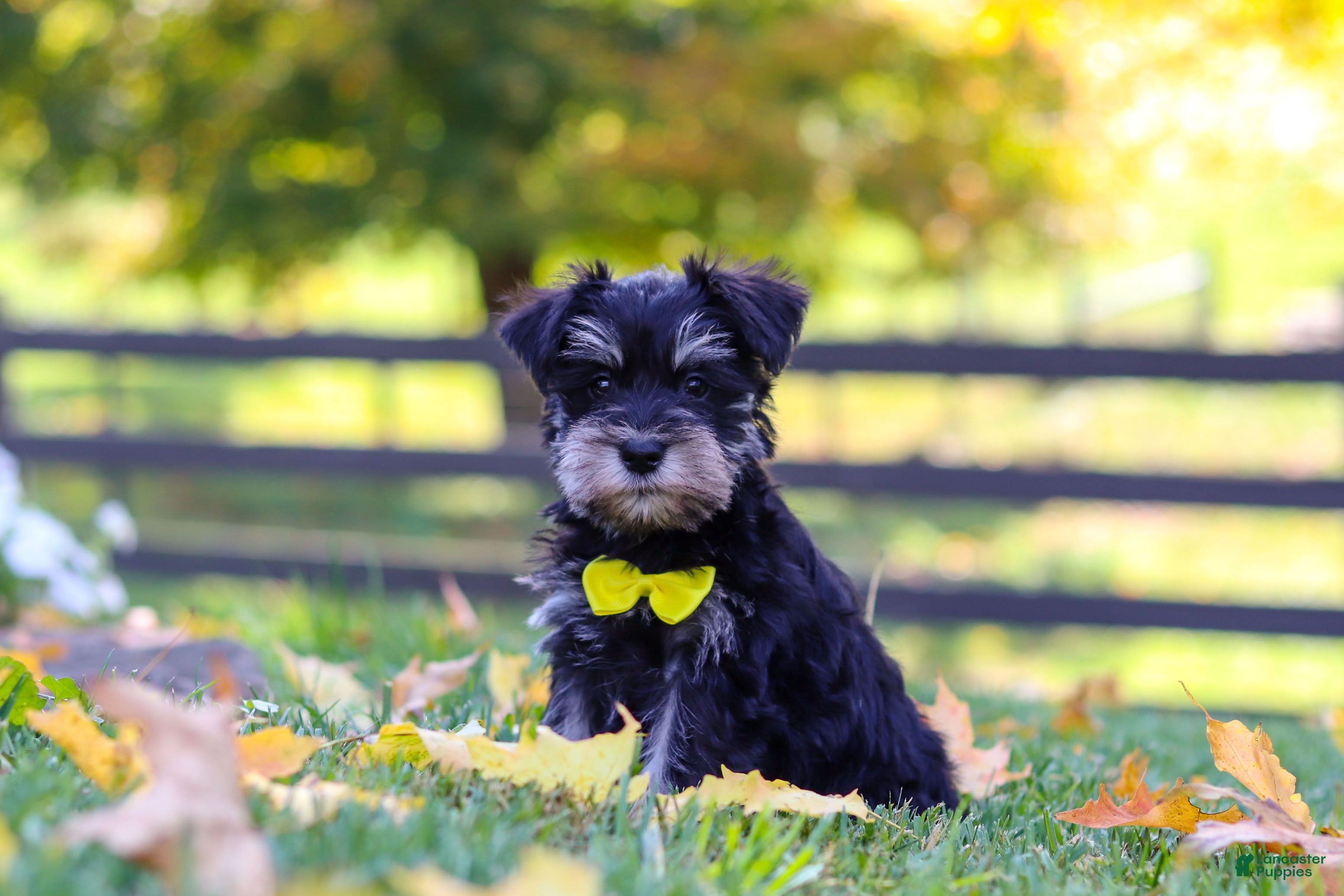 Miniature Schnauzer dogs Kevin - Ad 2