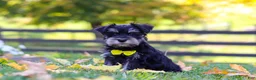 Miniature Schnauzer dogs for sale: Kevin - Ad 2