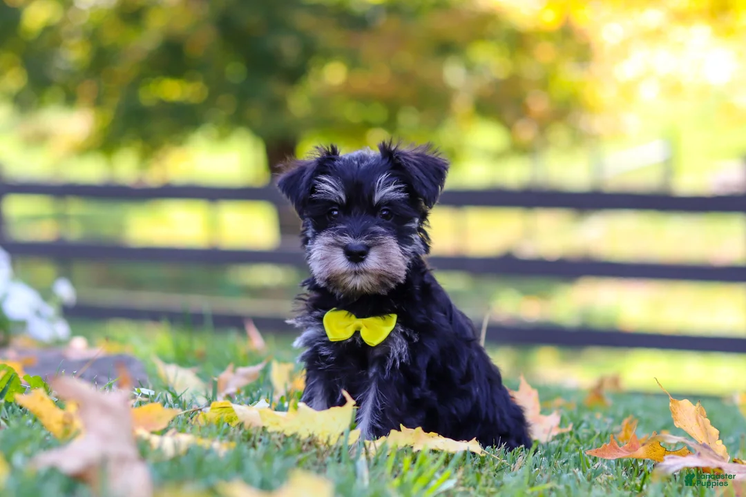 Miniature Schnauzer dogs for sale: Kevin - Ad 2