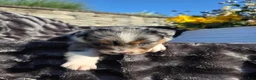Australian Shepherd dogs for sale: Cody - Ad 5