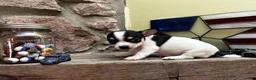Chihuahua dogs for sale: 🐾Lisa~Tricolor Chihuahua - Ad 5