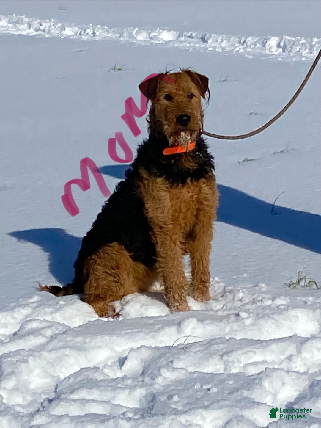Airedale Terrier dogs for sale: Samantha Airedale Terrier Puppy 2 - Ad 3