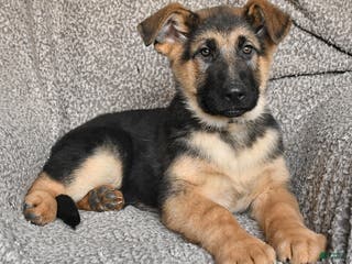 German Shepherd dogs Sawyer - Ad 17