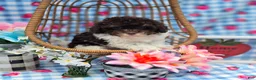 Havapoo dogs for sale: Keebler - Ad 4