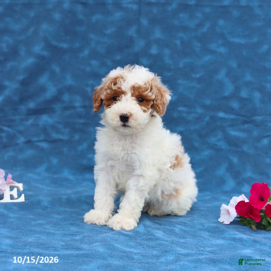 Mini Goldendoodle dogs Prince  - Ad 2