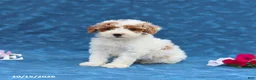 Mini Goldendoodle dogs for sale: Prince  - Ad 2