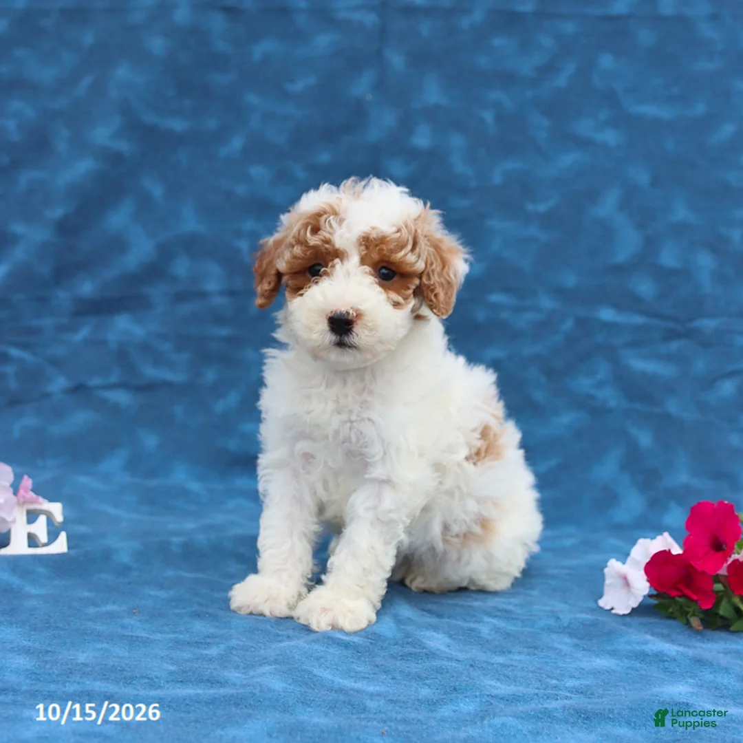 Mini Goldendoodle dogs for sale: Prince  - Ad 2