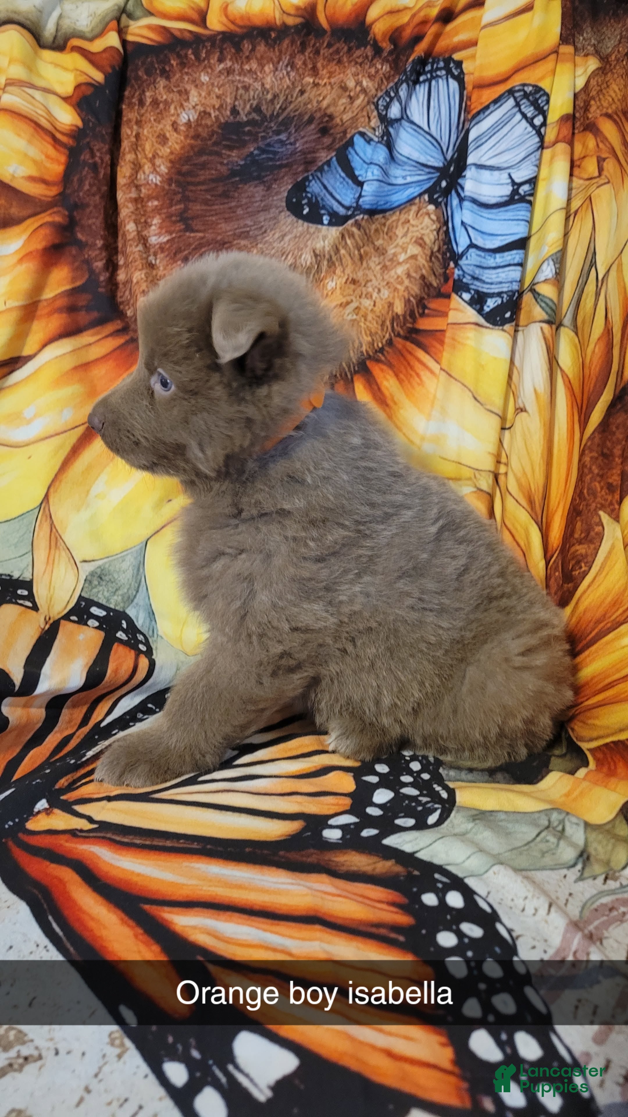 German Shepherd dogs Orange Isabella Male  - Ad 17