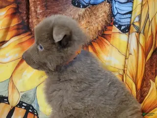 German Shepherd dogs Orange Isabella Male - Ad 19