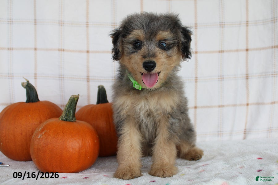 Mini Aussiedoodle dogs Bentley - Ad 1