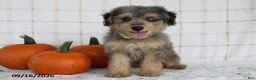 Mini Aussiedoodle dogs for sale: Bentley - Ad 1