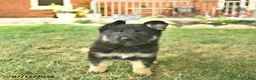 German Shepherd dogs for sale: Truffle  - Ad 3