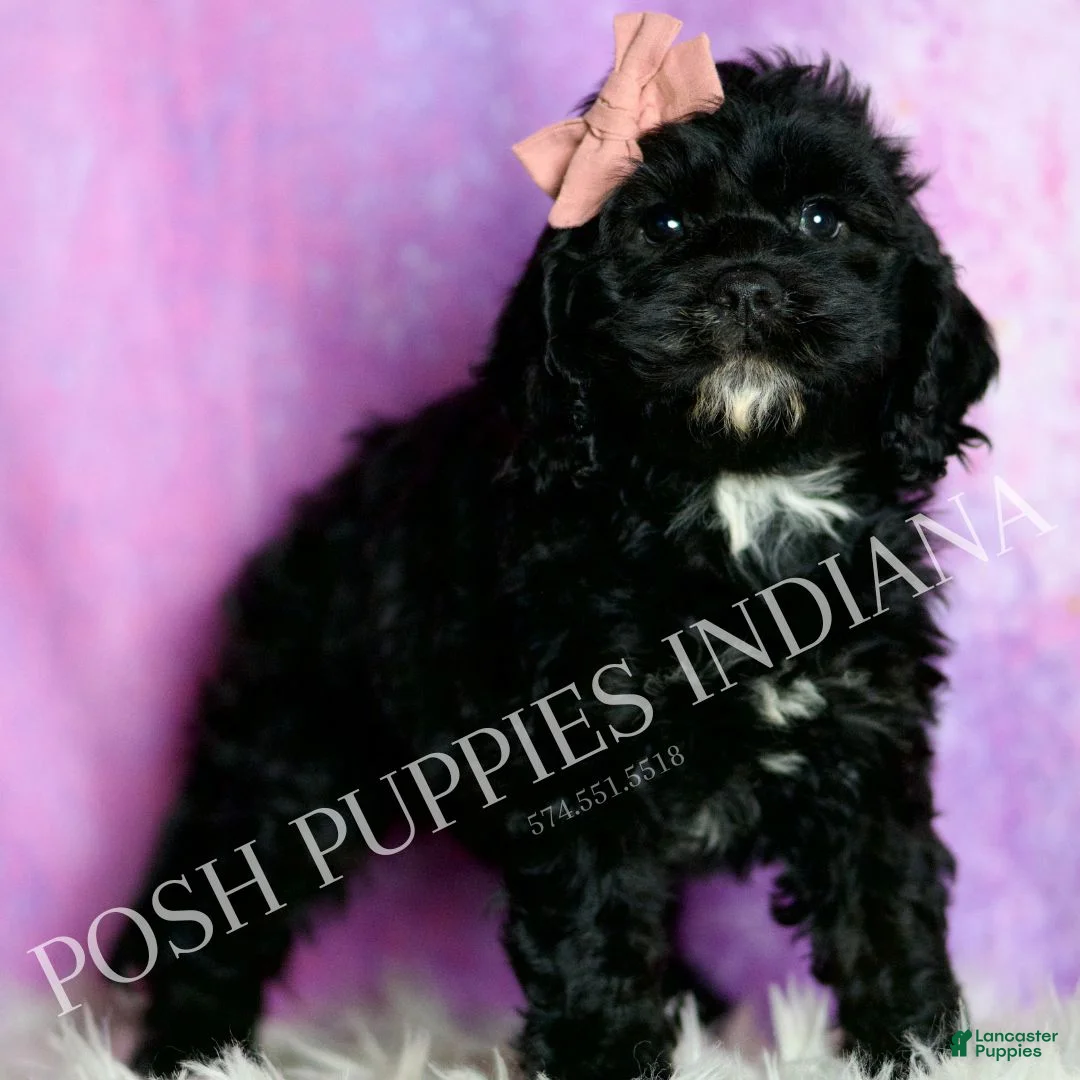 Cavapoo dogs for sale: Pinkie Adorable Champion Lines Cavapoo - Ad 2