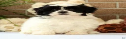 Shih Tzu dogs for sale: Willow - Ad 1