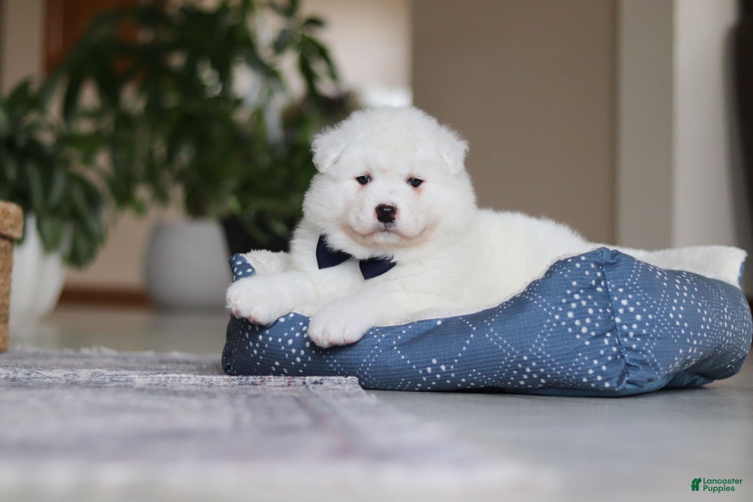 Samoyed dogs for sale: Alvin - Ad 7