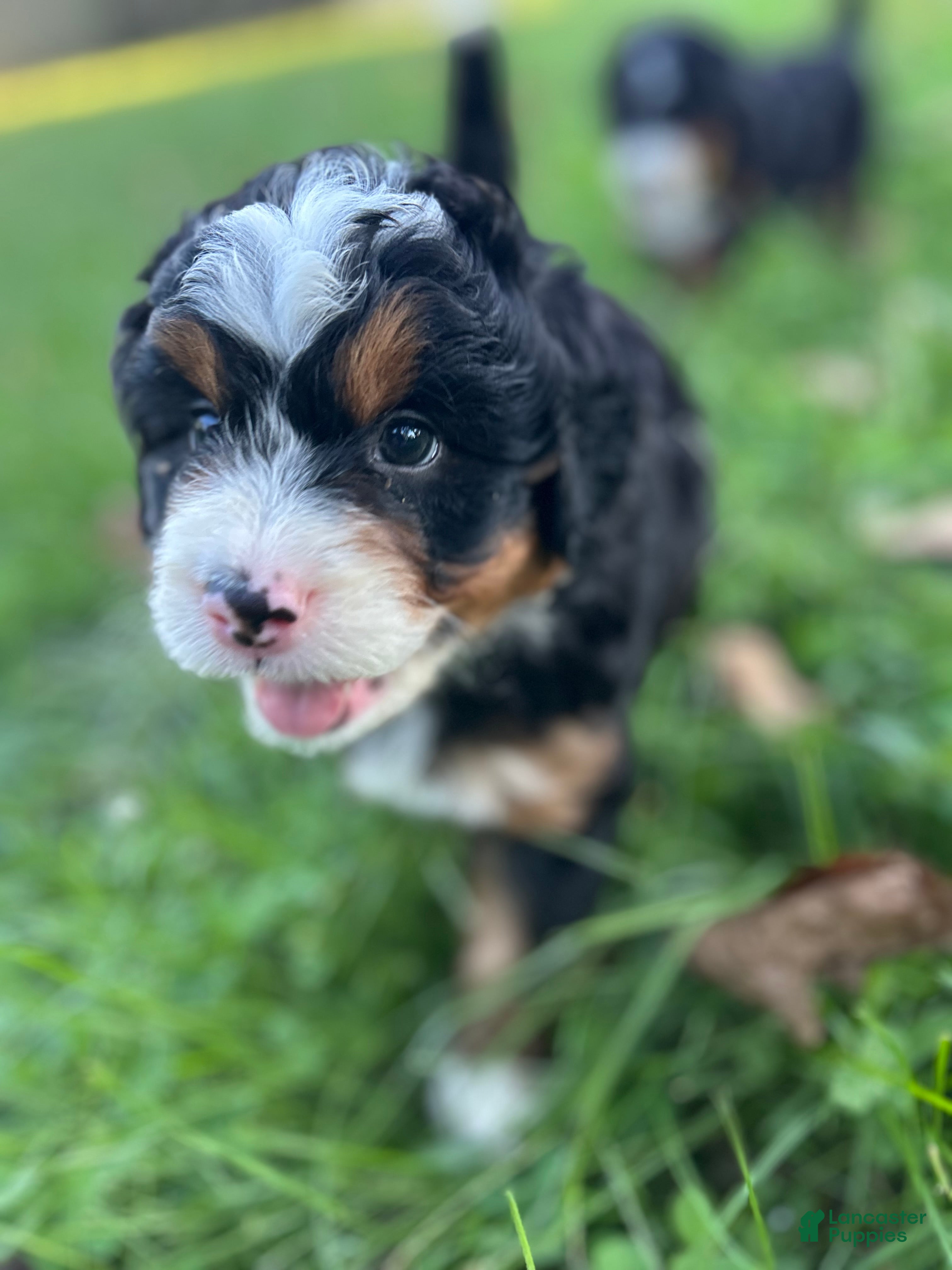 Mini Bernedoodle dogs Beau - Ad 2