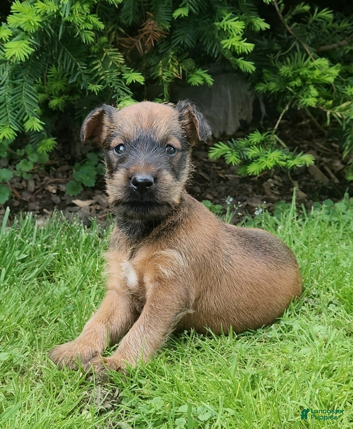 Irish Terrier dogs Leaf - Ad 2