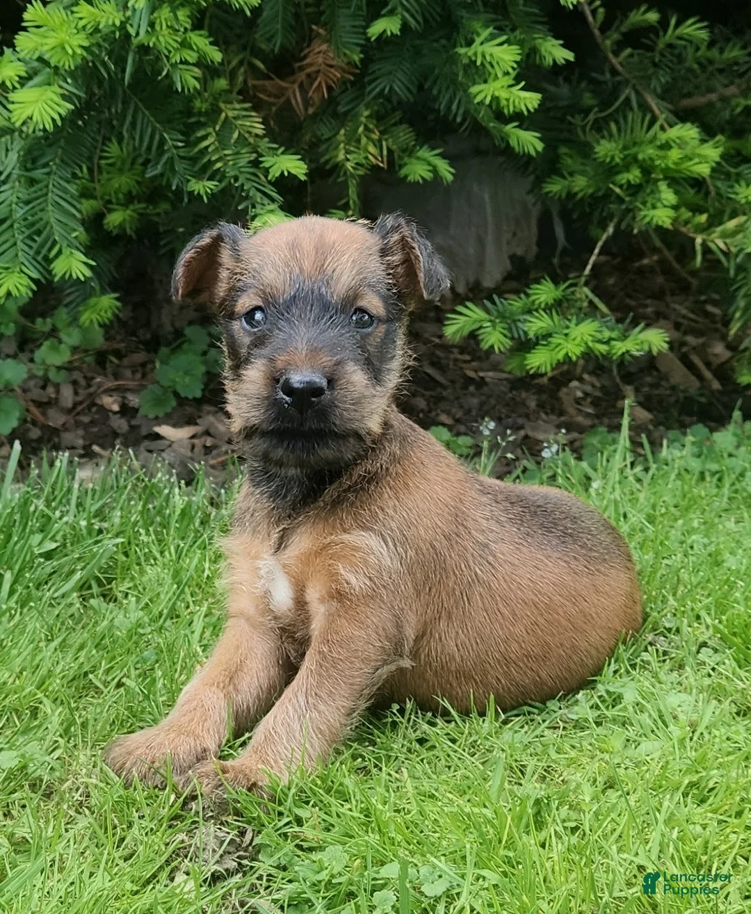 Irish Terrier dogs for sale: Leaf - Ad 2