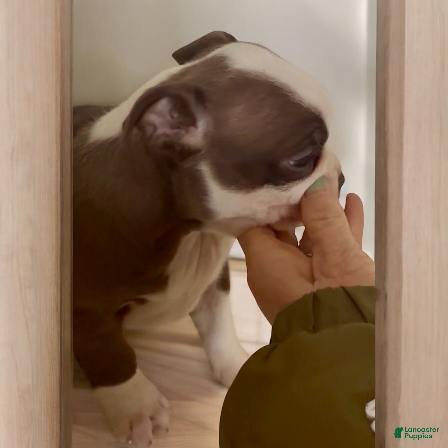 Boston Terrier dogs Boston Terrier Puppy 4 - Ad 18