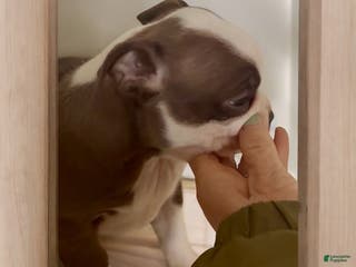 Boston Terrier dogs Boston Terrier Puppy 4 - Ad 28