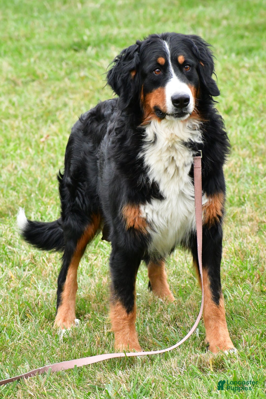 Mini Bernedoodle dogs for sale: Ava - Ad 9