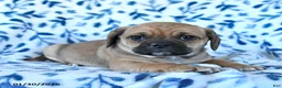Puggle dogs for sale: Skippy - Ad 5