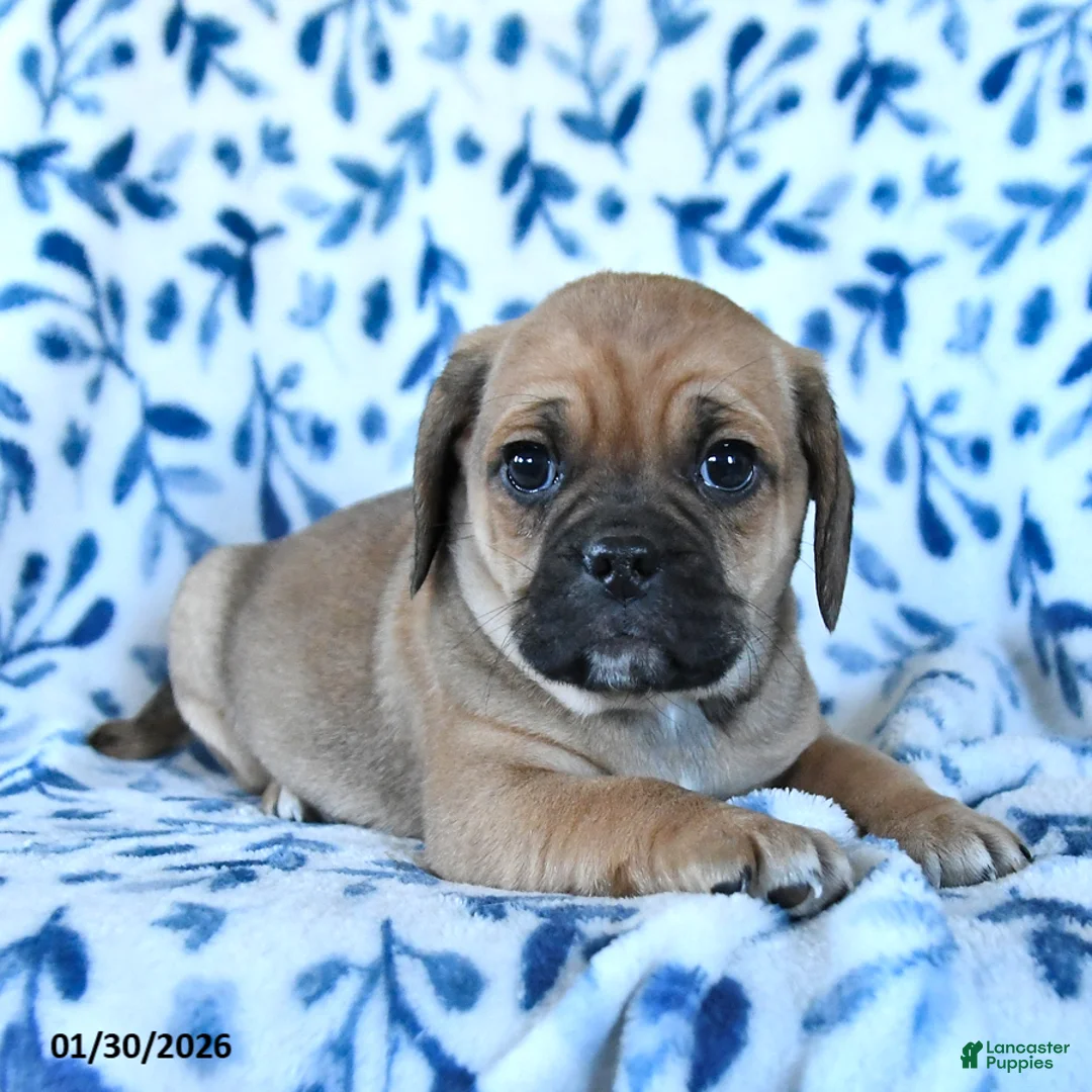 Puggle dogs for sale: Skippy - Ad 5