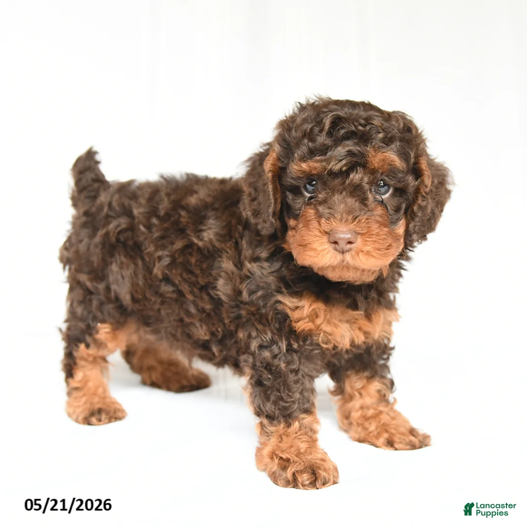 Toy Poodle dogs for sale: Kyler - Ad 2